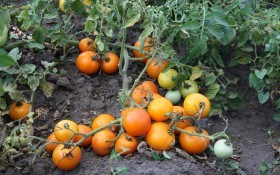 Бесподобный оранжевый томат! Выращиваем желтые сорта томата