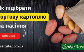 Як підібрати та купити насіннєву картоплю