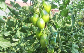 З'їв і ще захотів: вирощуємо томати сорту Смарагдова груша 