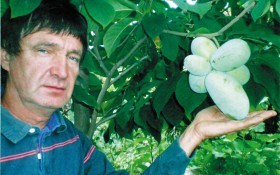 Загадкова американка – азіміна: вирощуємо в Україні