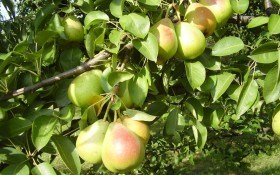Осінь – солодка на смак: ранні сорти груш