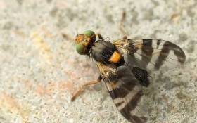 4 способа борьбы с вишневой мухой на черешне