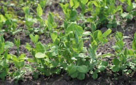 Щастя в "горошок": вирощуємо сорт зеленого горошку Сомервуд  