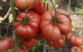 Червоний гігант: універсальний томат-важкоатлет 
