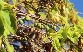 Під барвистим листям: плодові види актинидії у садибі 