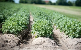 Захист картоплі, щоб виростити здоровий урожай