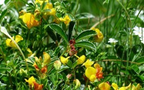 "Грибная трава" — растение для гурманов