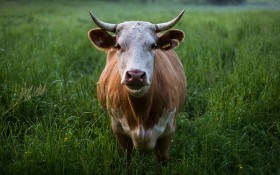 Лейкоз у коров — основная проблема молочного скота 