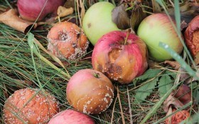 Без хвороб і без проблем: як правильно зберігати яблука у сховищах 