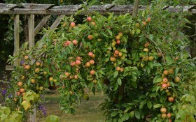 У прекрасній формі: класичні формування плодових дерев у інтенсивних садах  