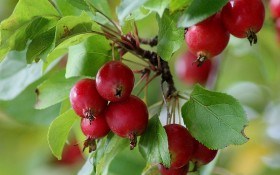 Декоративные яблони: райские красавицы в дизайне сада