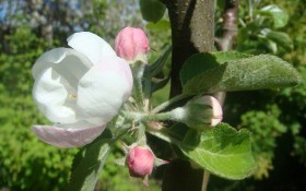 Весна садовода: що потрібно зробити в плодовому саду та у ягіднику у травні 
