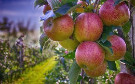 Дар божий – яблуко: сорти вітчизняної селекції 