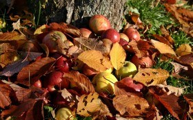 Золотий місяць: календар роботи для садоводів у жовтні 