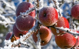  Сад у теплих обладунках: захист плодових рослин від пошкоджень у зимовий період 