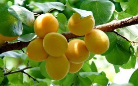 Солодкі та яскраві "сонечка": вирощуємо абрикоси вітчизняної селекції 