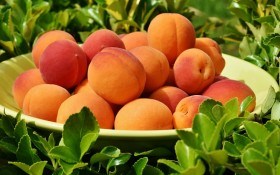 Здоровье прямо с ветки: целебные свойства вишни, черешни, сливы и абрикоса