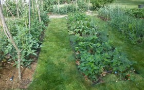 Трава в саду та на городі: досвід облаштування газону замість міжрядь 