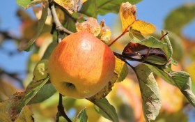 Комплекс "вправ" для здоров'я саду: заходи, потрібні восени для захисту плодових дерев 