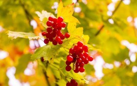 Під холодним сонцем: лікувальні властивості коренів та плодів, зібраних восени 