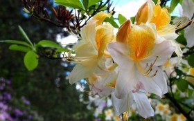 Очаровательные капризницы – особенности ухода за цветком азалии