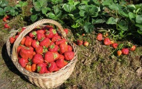5 уроків суничного сезону: поради від садовода-практика 