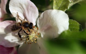 Бджолина родина: як функціонує сім'я бджіл на пасіці та як регулювати і нарощувати її чисельність 