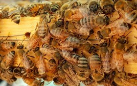 Не лише мед: віск як натуральний продукт бджолярства 