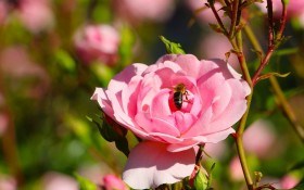  Народження королеви: як вивести новий сорт троянд в аматорських умовах 