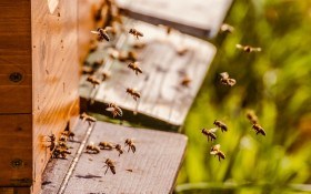 Розбій на пасіці: як зупинити бджіл, що крадуть мед з чужих вуликів 