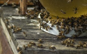 Для здоров'я сімей: надрання та рання виставка бджіл із зимівників 