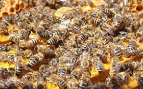  Пасіка без втрат: як правильно нарощувати та годувати бджіл перед зимівлею  