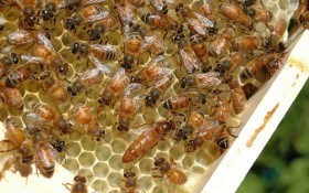 Покращує пам'ять і продовжує життя: лікування маточним бджолиним молочком 