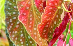 Пістряве листя бегоній: вибираємо декоративні кімнатні рослини  