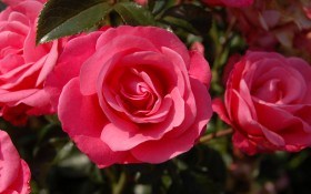 Рабаткові троянди: основний догляд і популярні сорти 