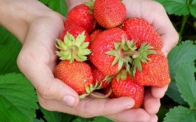 Захист полуниці на присадибних ділянках