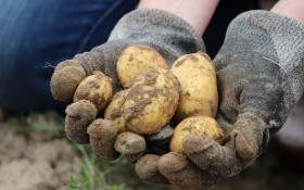 Для підвишення врожаю: як облаштувати крапельне зрошування картоплі 