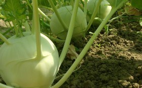 Таємнича кольрабі: вирощуємо найкориснішу з капуст 