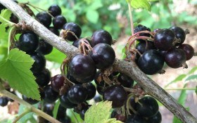 Ставка на чорне: агротехніка смородини та продуктивні сорти для вирощування в Україні 