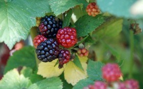 Солодкі ягоди, цілюще листя: лікарські властивості ожини 