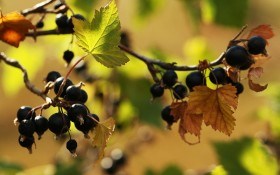 Чорна смородина восени: посадка, догляд та живлення рослин 