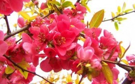  Про айву японську: особливості вирощування хеномелеса як декоративної та плодової культури 