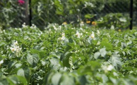 Корисно для сортозбереження: переваги літньої посадки картоплі 