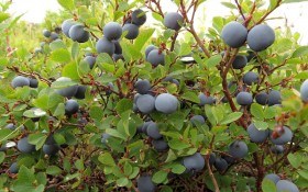 Ягода лісова, ягода садова: високоросла лохина в Україні 