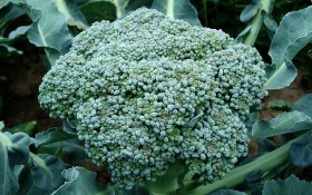 Выращивание брокколи: всем полезна и нужна