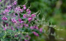 Рожеві та фіолетові "метелики": екзотична леспедеца двобарвна у садибі 