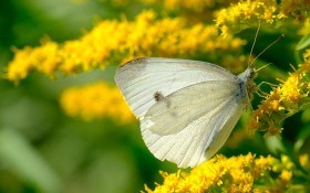 Солодощі для метеликів: готуємо зброджені приманки від крилатих шкідників