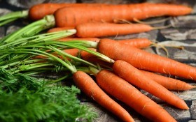 Сохранение моркови от болезней при хранении
