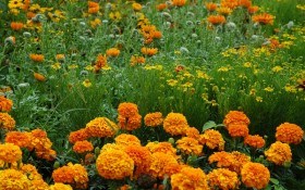 Помаранчевий сад: яскраві квіти для садиби 