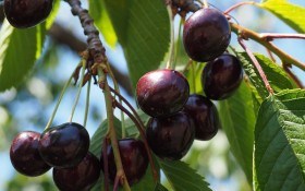 Садок вишневий, продуктивний: класичні слаборослі клонові підщепи для черешні та вишні 